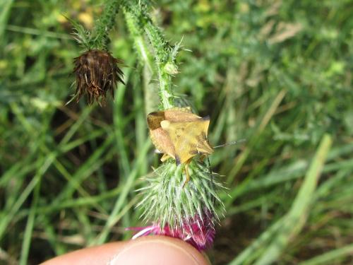 Réf. 222 843 : Carpocoris fuscispinus